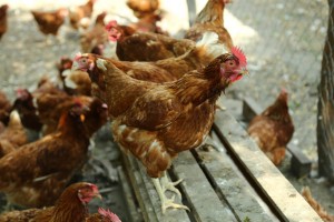 "Male, ali zdrave farme" - organska farma na periferiji Subotice