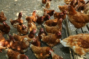 "Male, ali zdrave farme" - organska farma na periferiji Subotice