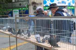 Izložba sitnih životinja