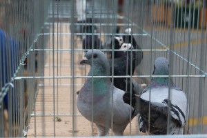 Izložba sitnih životinja