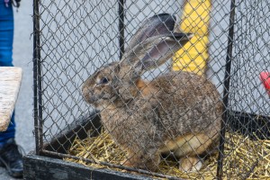 Izložba sitnih životinja