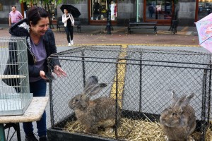 Izložba sitnih životinja