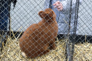 Izložba sitnih životinja