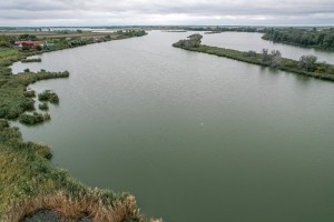 Invazivna biljka "vodena salata" primećena u prvom sektoru Palićkog jezera