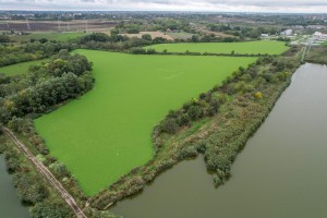 Invazivna biljka "vodena salata" primećena u prvom sektoru Palićkog jezera
