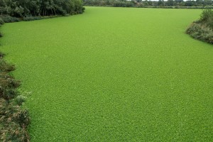 Invazivna biljka "vodena salata" primećena u prvom sektoru Palićkog jezera