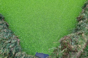 Invazivna biljka "vodena salata" primećena u prvom sektoru Palićkog jezera