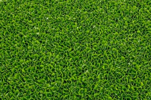 Invazivna biljka "vodena salata" primećena u prvom sektoru Palićkog jezera