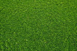 Invazivna biljka "vodena salata" primećena u prvom sektoru Palićkog jezera