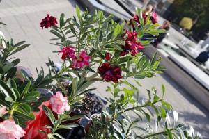 Manifestacija "Cvetna jesen u Subotici"