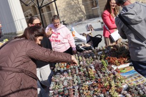 Manifestacija "Cvetna jesen u Subotici"