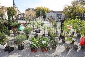 Manifestacija "Cvetna jesen u Subotici"