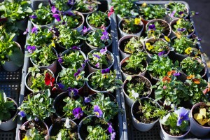 Vašar domaće hrane i starih zanata "Meet and eat"