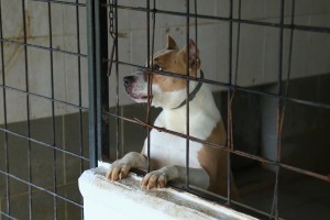 Prihvatilište za napuštene pse i mačke u Ganjo Šoru