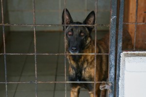 Prihvatilište za napuštene pse i mačke u Ganjo Šoru