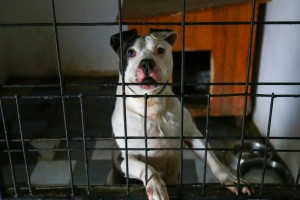 Prihvatilište za napuštene pse i mačke u Ganjo Šoru