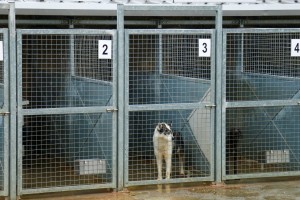 Prihvatilište za napuštene pse i mačke u Ganjo Šoru