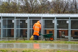 Prihvatilište za napuštene pse i mačke u Ganjo Šoru