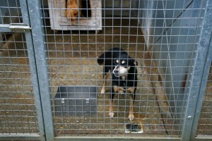 Prihvatilište za napuštene pse i mačke u Ganjo Šoru