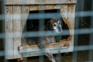 Prihvatilište za napuštene pse i mačke u Ganjo Šoru