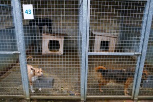 Prihvatilište za napuštene pse i mačke u Ganjo Šoru