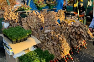 Kupovina na Badnji dan