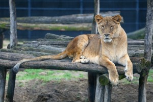 Zoo vrt u zimskom periodu