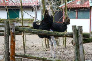 Zoo vrt u zimskom periodu