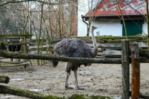 Zoo vrt u zimskom periodu