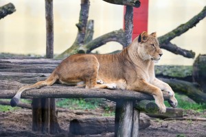 Zoo vrt u zimskom periodu