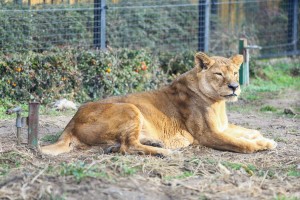 Zoo vrt u zimskom periodu