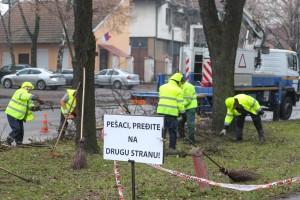 Orezivanje drveća na Segedinskom putu