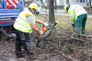 Orezivanje drveća na Segedinskom putu