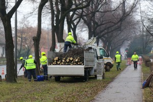 Orezivanje drveća na Segedinskom putu