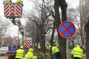 Orezivanje drveća na Segedinskom putu