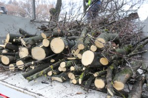 Orezivanje drveća na Segedinskom putu