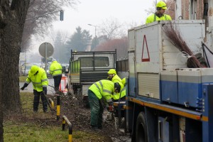 Orezivanje drveća na Segedinskom putu