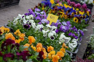 Meet&Eat gastrofestival 2025