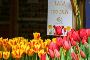 23. sajam cveća "Garden flora"