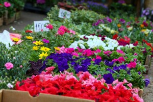 23. sajam cveća "Garden flora"