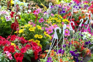 23. sajam cveća "Garden flora"