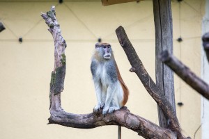 Šetnja Zoološkim vrtom