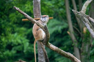 Šetnja Zoološkim vrtom