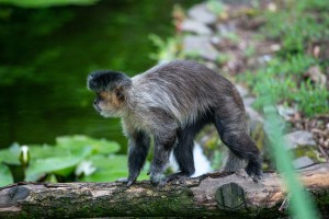 Šetnja Zoološkim vrtom
