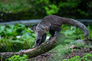 Šetnja Zoološkim vrtom