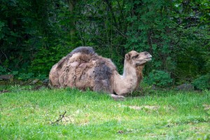 Šetnja Zoološkim vrtom