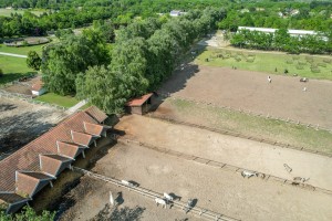 Prvo kolo dresurne lige Srbije