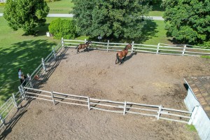 Prvo kolo dresurne lige Srbije