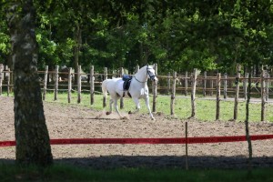 Prvo kolo dresurne lige Srbije
