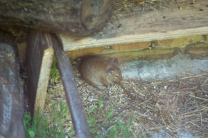 Obeležavanje 75 godina Zoo vrta na Paliću